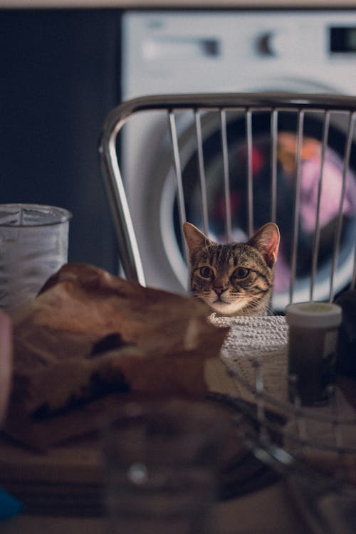 A Cat on a Chair Looking at the Table 