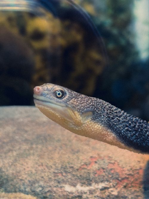 Free Close-up image of a snake-necked turtle underwater in an aquarium setting, showcasing its unique long neck. Stock Photo