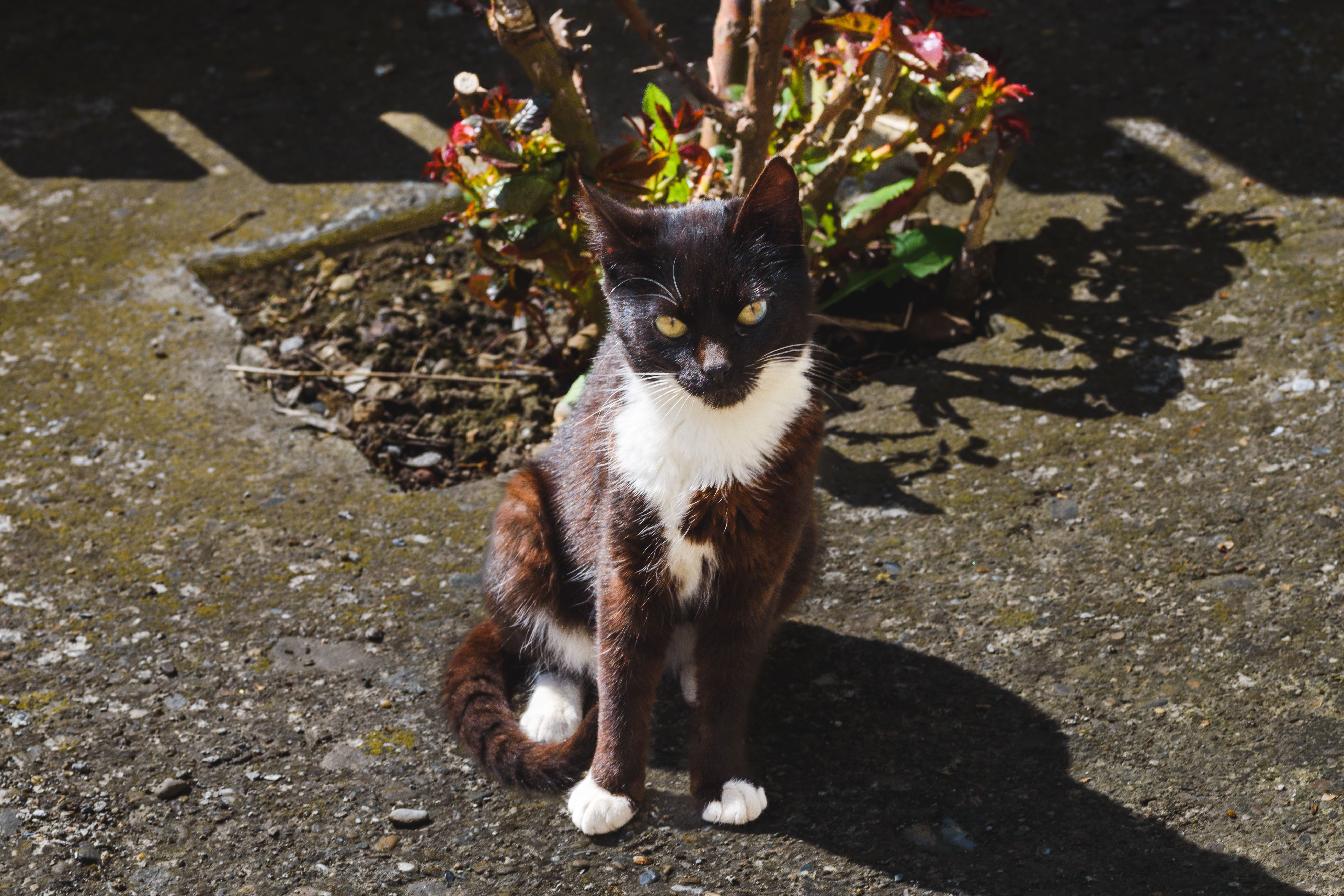 A Black and White Cat on the Pavement · Free Stock Photo