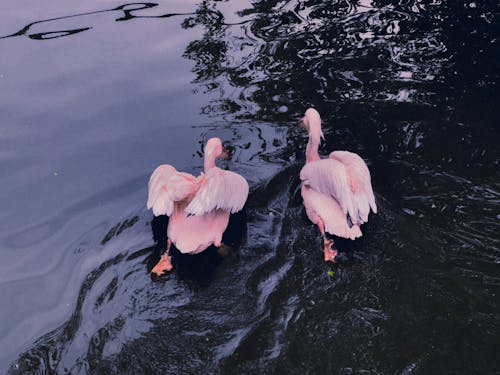 Ücretsiz flamingolar, göl, hayvanlar içeren Ücretsiz stok fotoğraf Stok Fotoğraflar