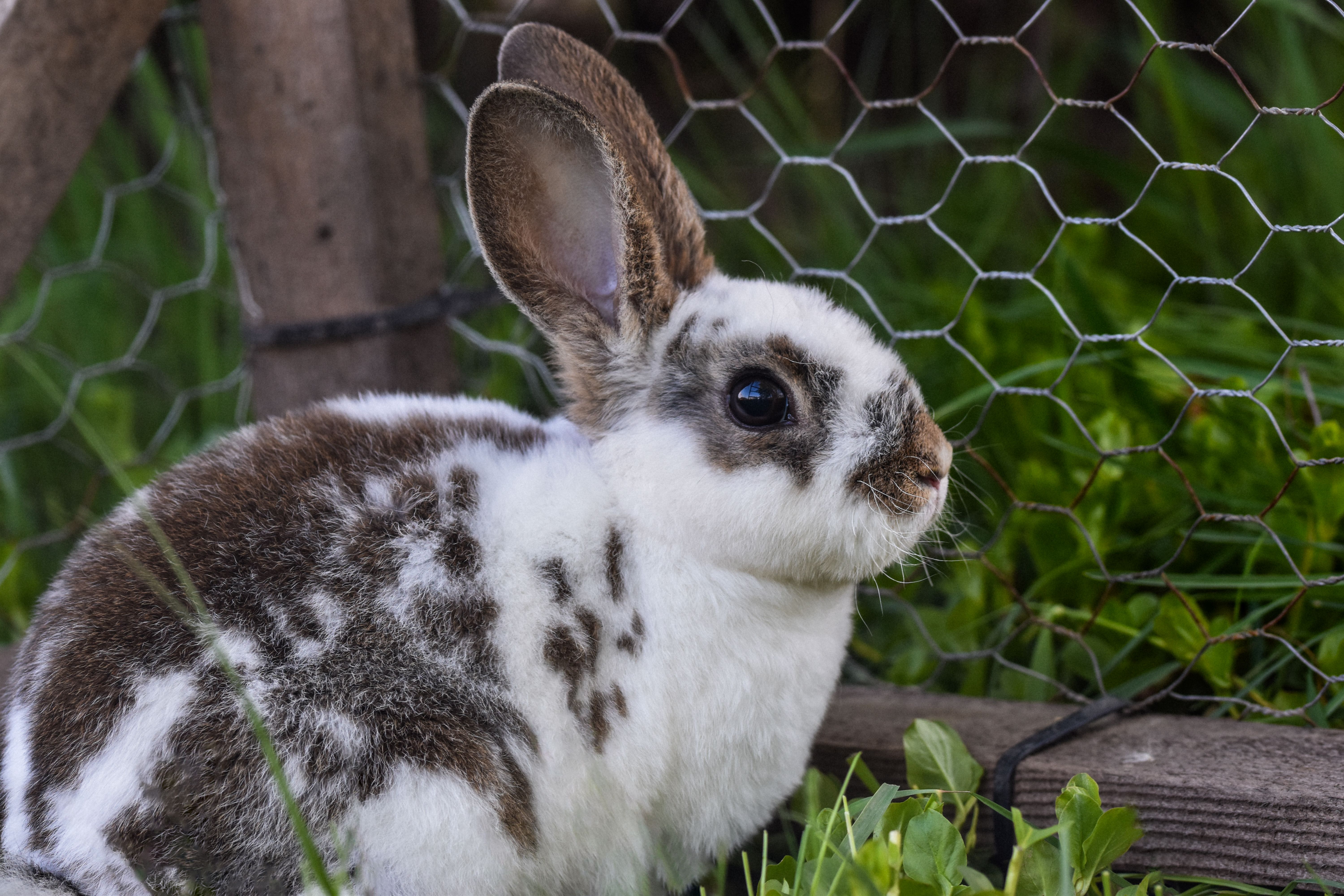 Little Rabbit by the Fence · Free Stock Photo