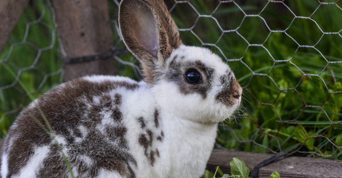 Little Rabbit by the Fence · Free Stock Photo