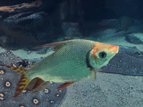 Foto profissional grátis de aquário, embaixo da água, fechar-se