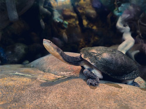 Close-up of a Long-necked Turtle on a Rock 