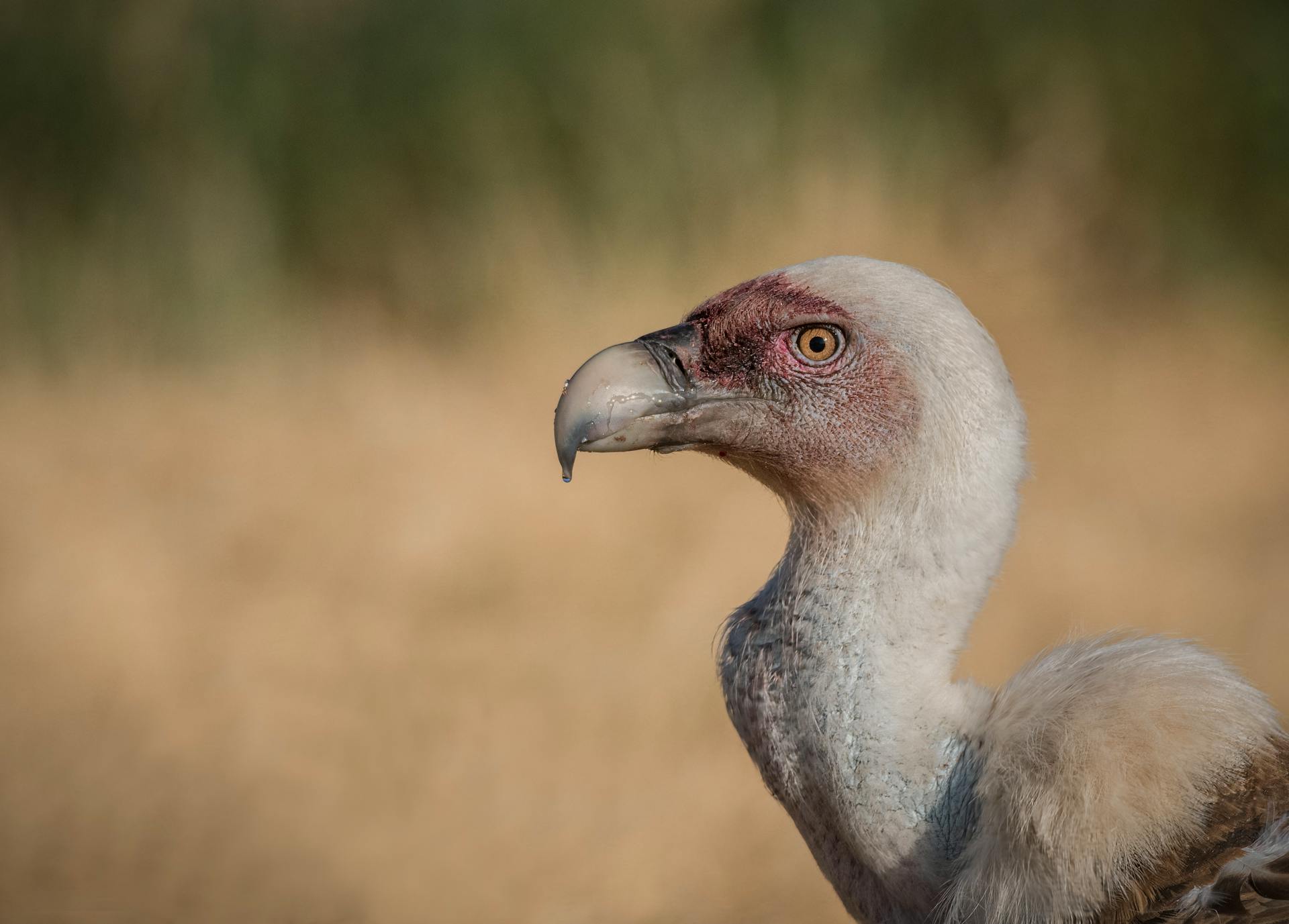 Close-up of a Eurasian Griffon Vulture