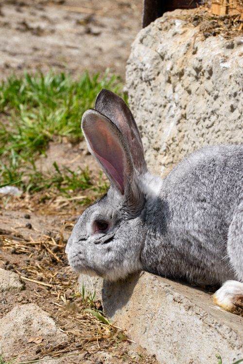 Free A cute gray rabbit lying near a stone wall in a sunny outdoor setting. Stock Photo