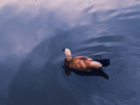 A Ruddy Shelduck in the Water