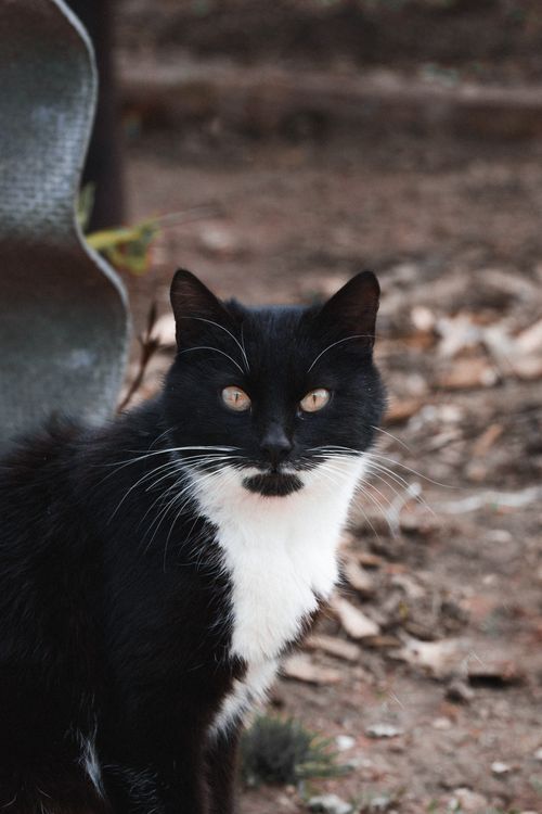 Free Black and white domestic cat looking directly at camera in an outdoor setting. Stock Photo