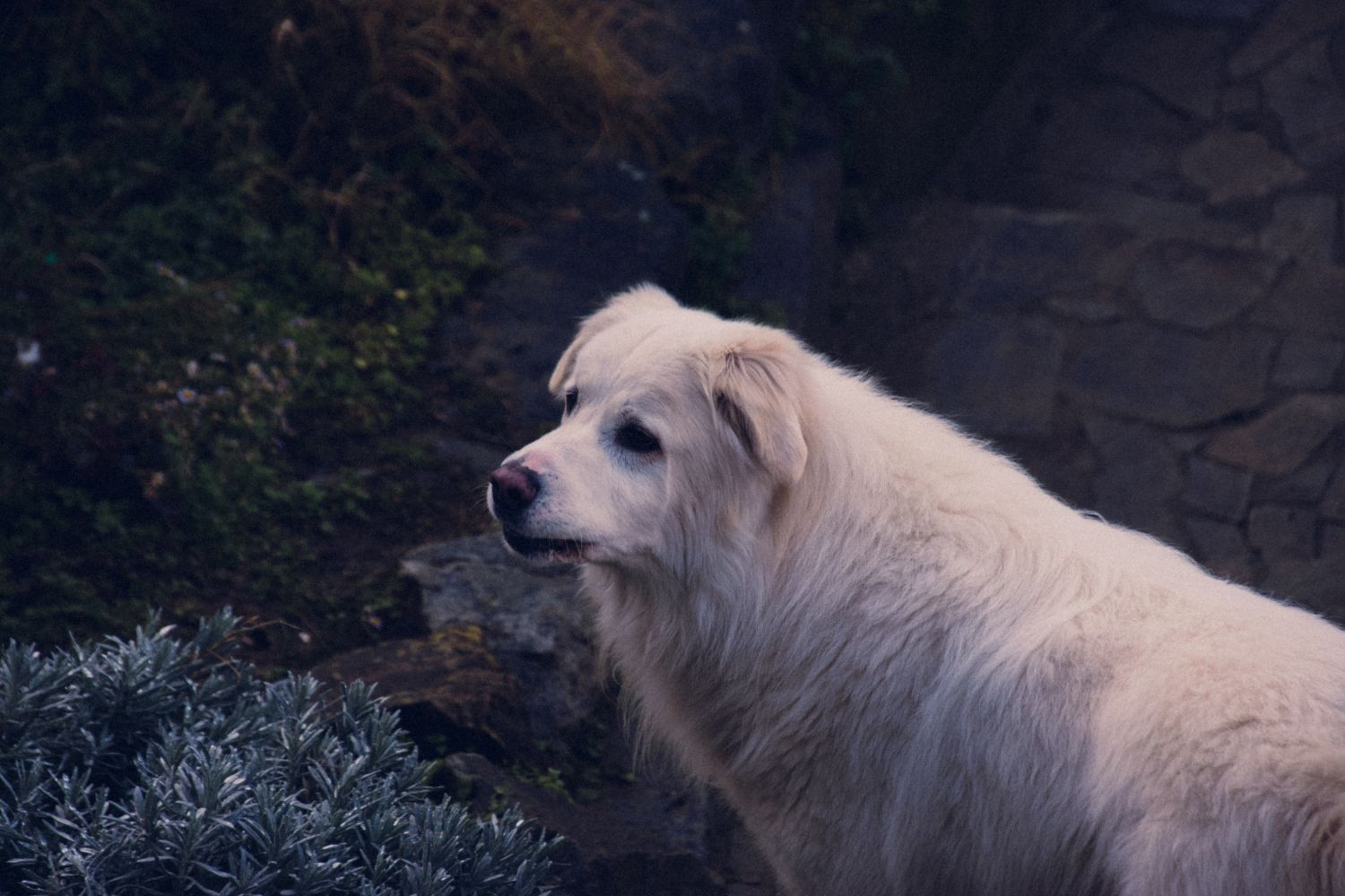White Maremma Sheepdog standing outside in a natural setting, photo by Diana on Pexels