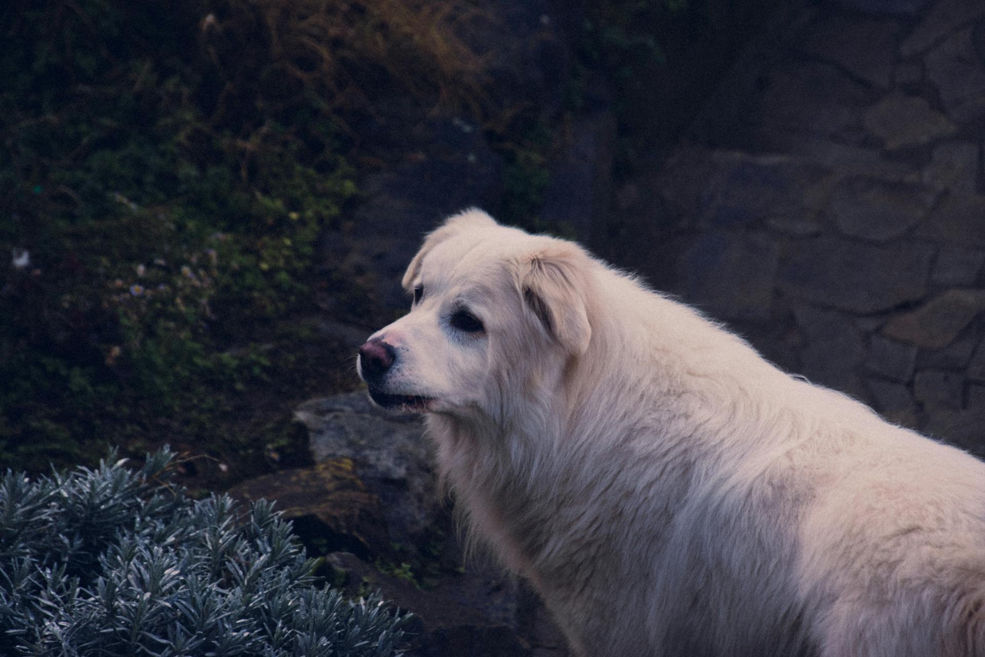 Maremmas fårhund står utanför