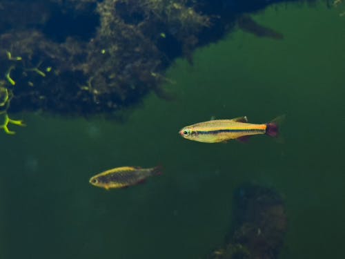Ornamental Fish Swimming in an Aquarium 