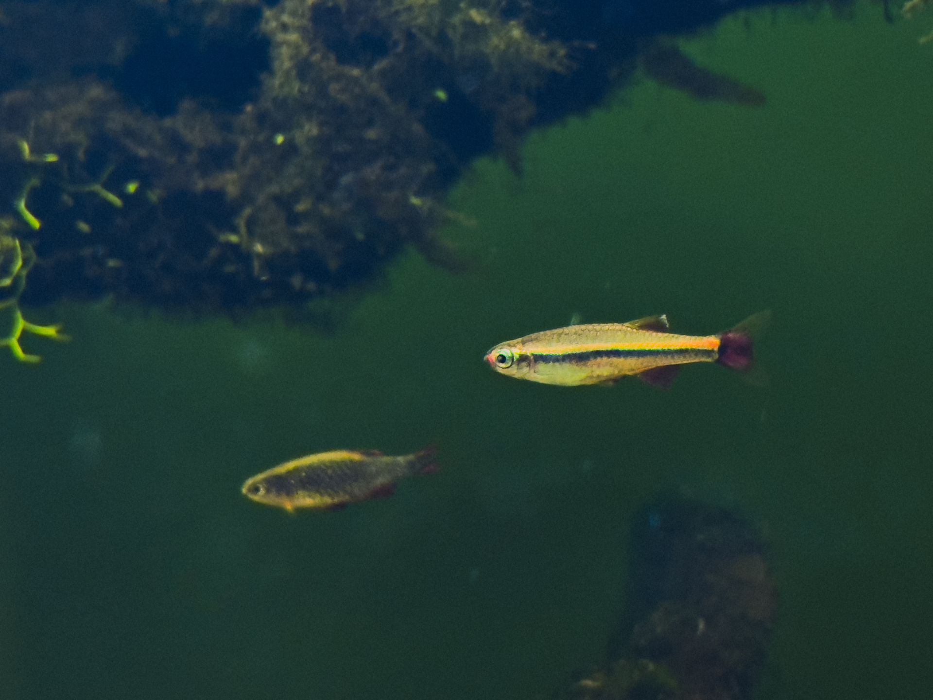Ornamental Fish Swimming in an Aquarium