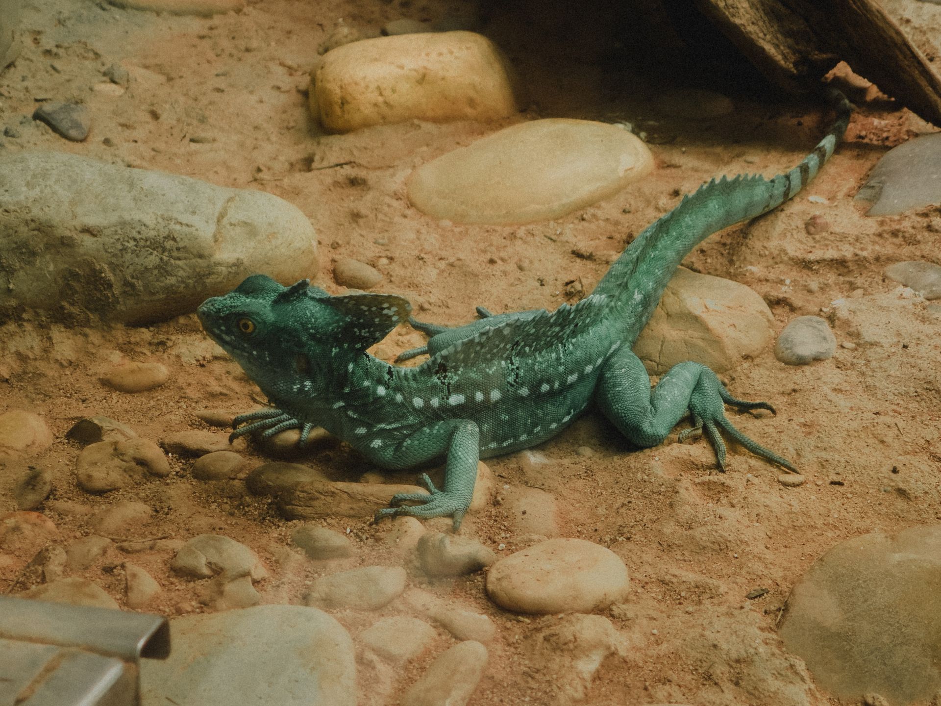 A Plumed Basilisk in a Terrarium