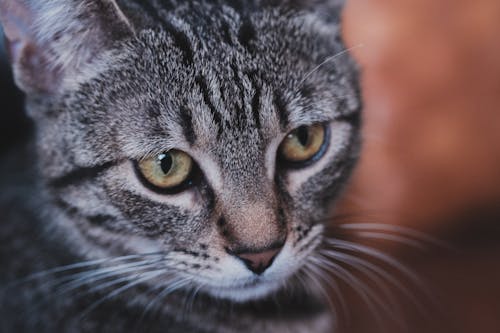 Foto d'estoc gratuïta de bufó, domèstic, fotografia d'animals