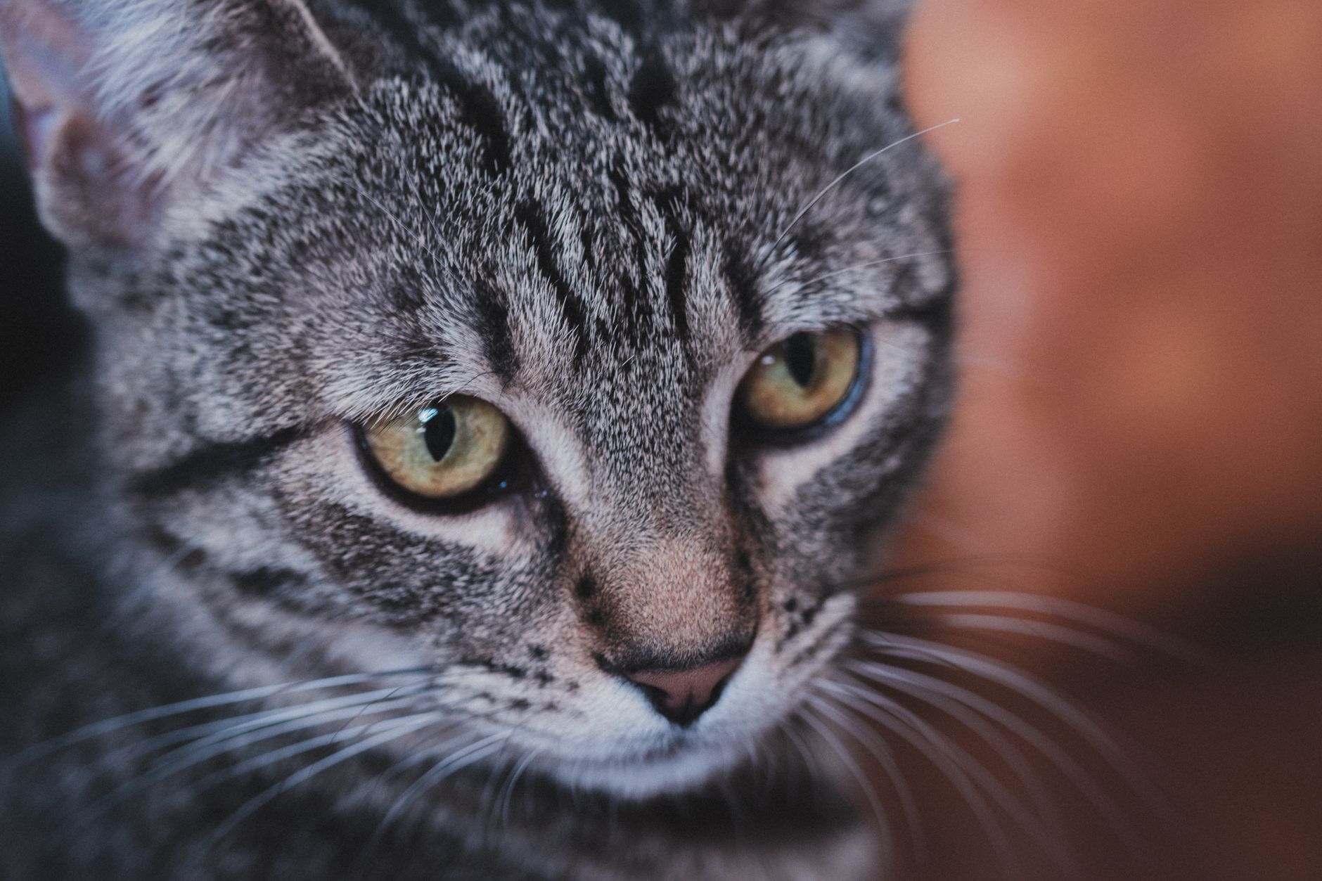 Veterinarian examining a cat during a checkup