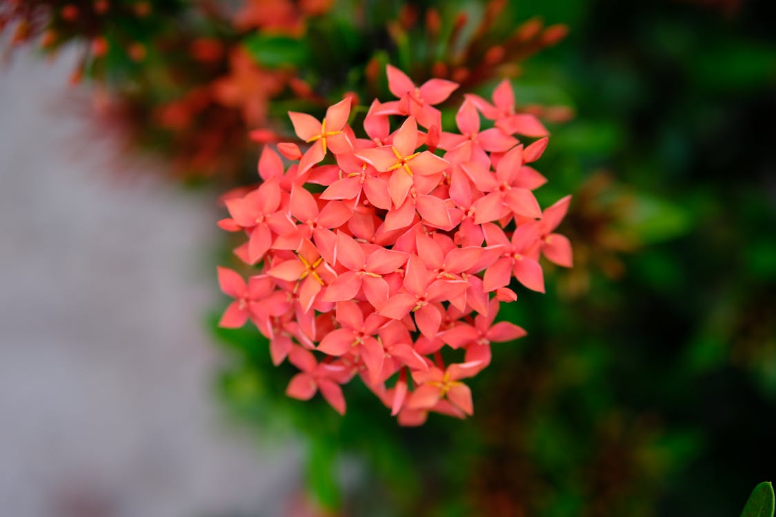 Foto stok gratis bunga buatan, bunga merah, bunga nafas malaikat