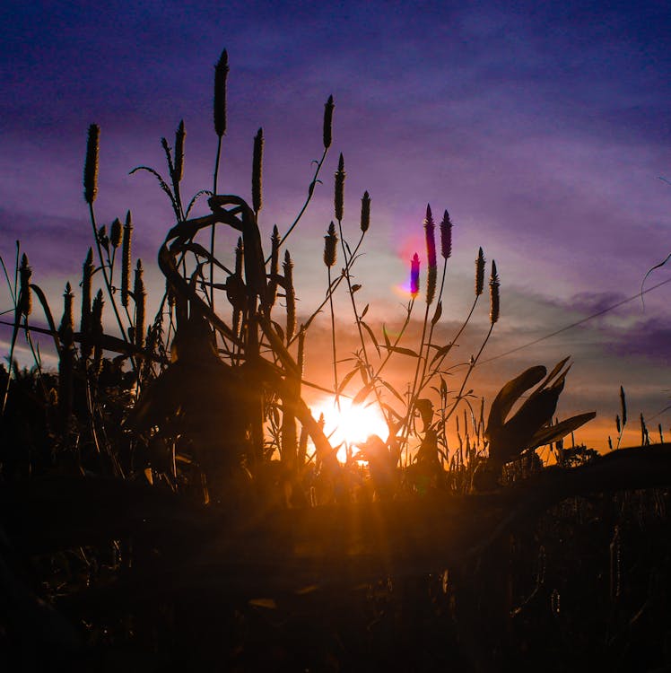 Kostenloses Foto Zum Thema Mutter Natur Schonheit In Der Natur