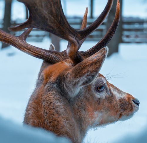 Free Captivating close-up of reindeer with antlers in a snowy forest setting, showcasing winter wildlife beauty. Stock Photo