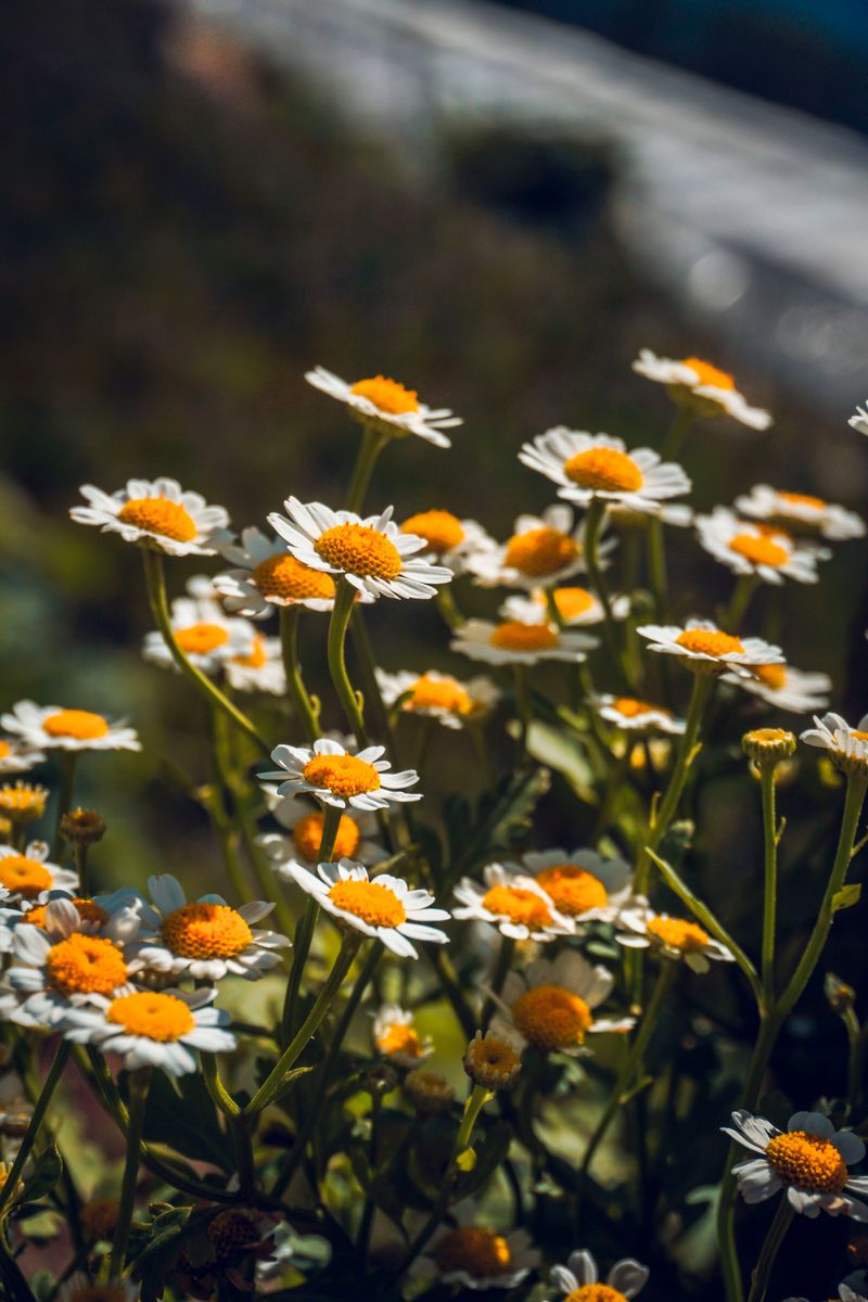 Chamomile flowers in warm backlight — photo by Gab Sungduan on Pexels
