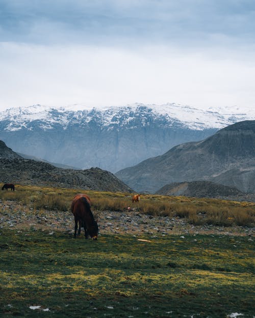 Horse on Pasture in Mountains