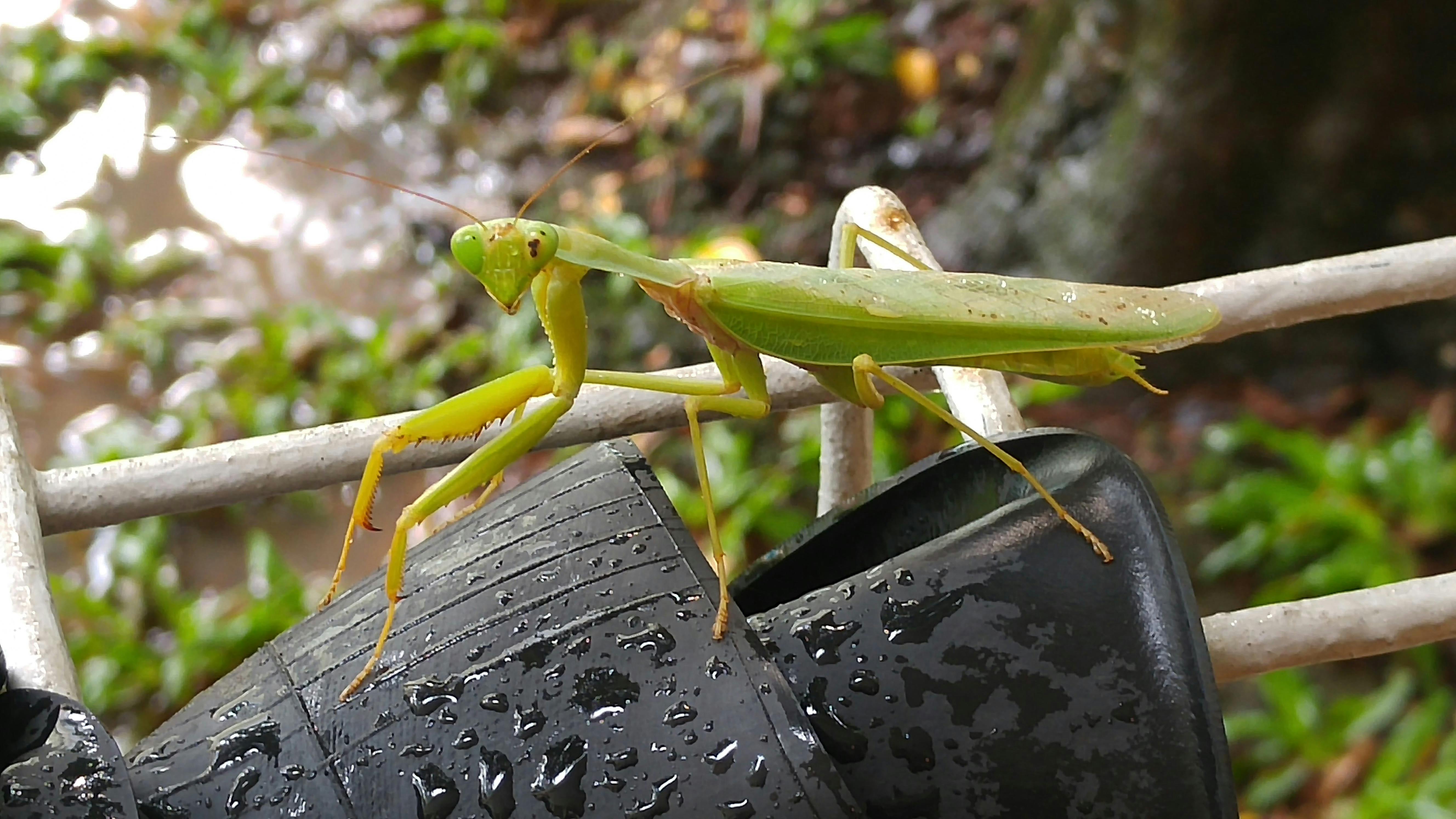 カマキリ 自然の無料の写真素材