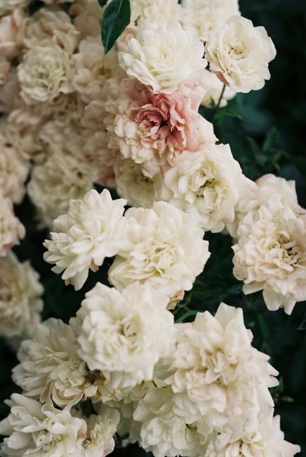 Beautiful white roses accented with soft pink blooms, ideal for floral decor and romantic themes.