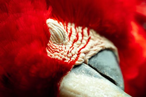Scarlet Macaw Close-up Photography