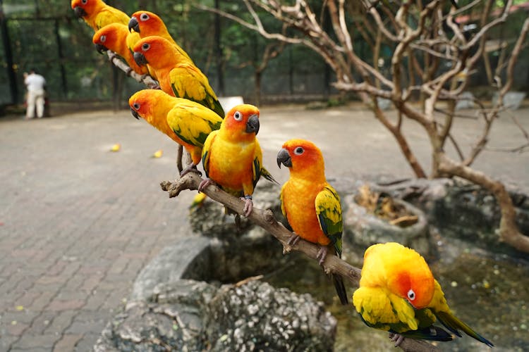 Colorful Sun Conure Parrots