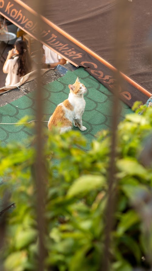 Fotos de stock gratuitas de gato