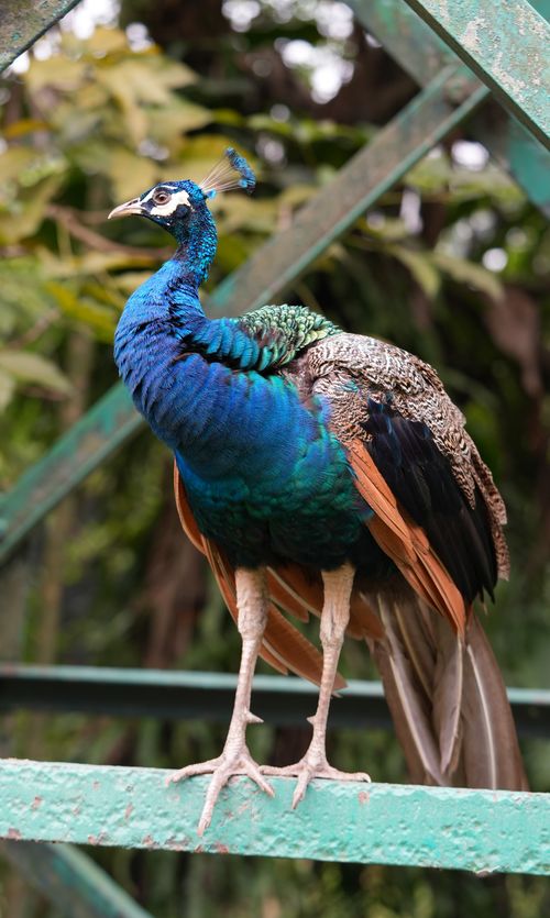 Free Colorful peacock perched in Kuala Lumpur park, showcasing vibrant feathers. Stock Photo