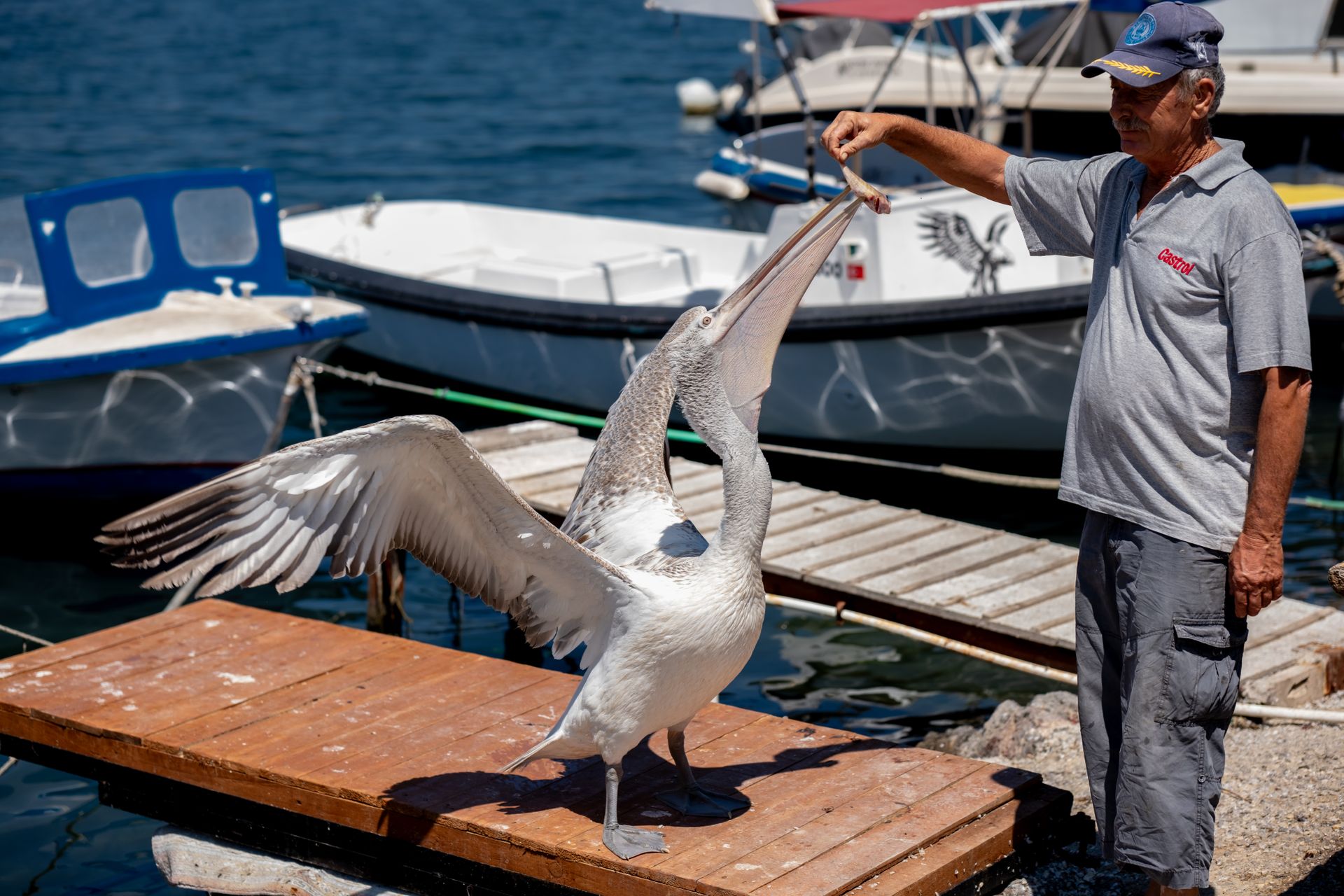 A Man Feeding a Pelican