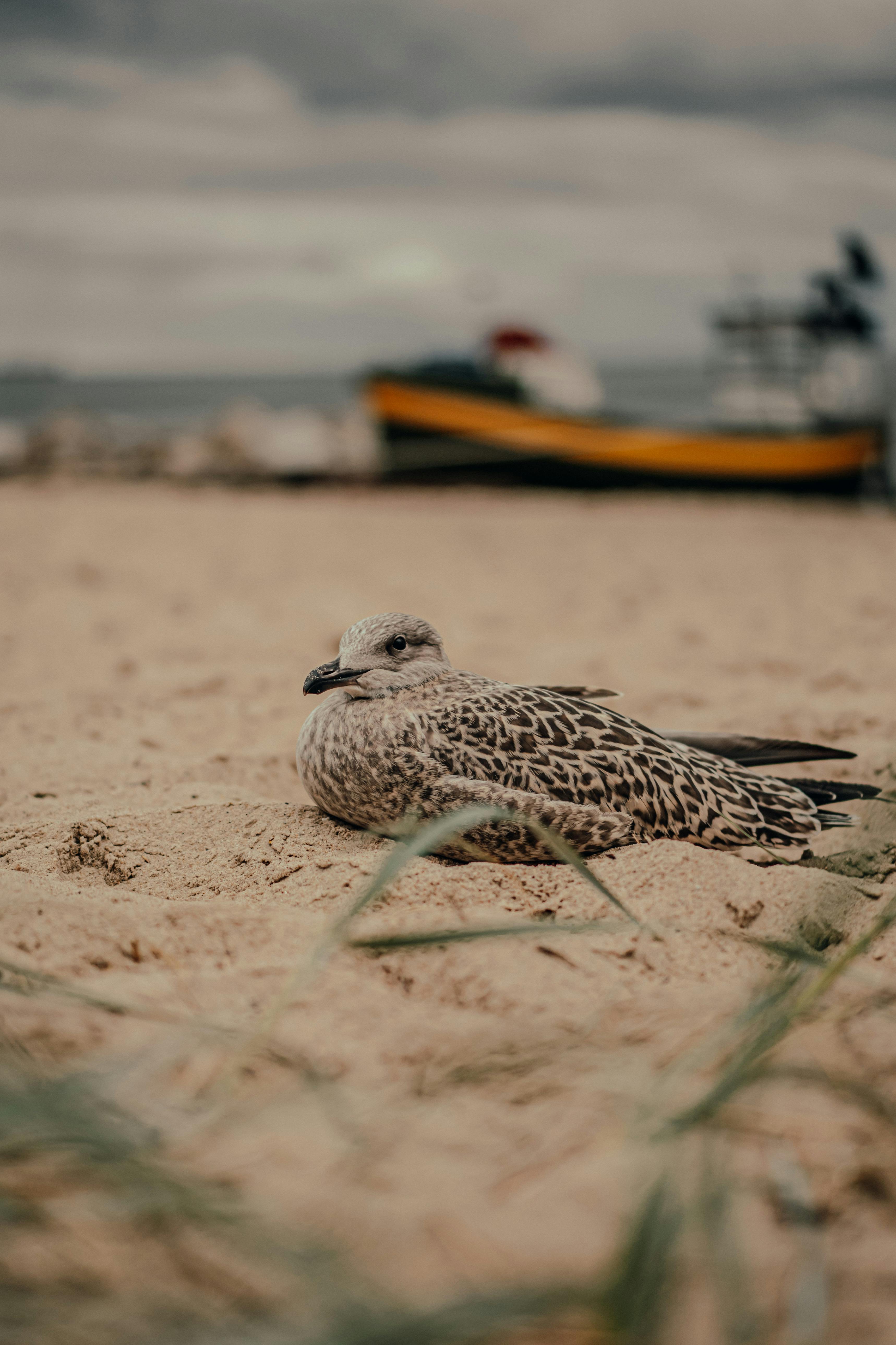 close up of a seagull on the beach