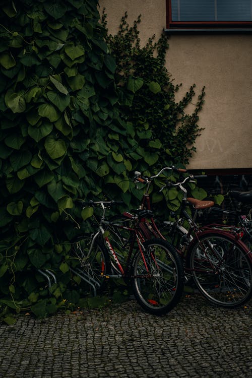 Bicycles near Ivy on Cobblestone Street