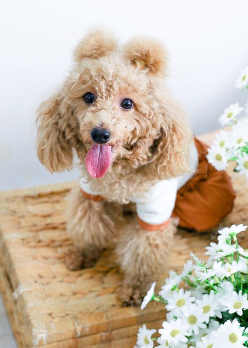 Free A cute poodle wearing a dress sits playfully with white daisies nearby. Stock Photo