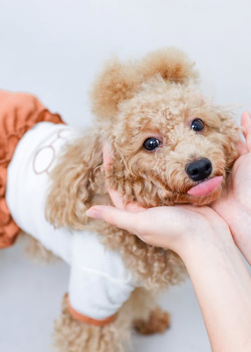 Photos gratuites de animal de compagnie, arrière-plan blanc, caniche