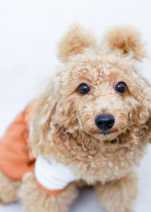 Free Cute poodle puppy in a stylish orange and white outfit posing indoors. Stock Photo