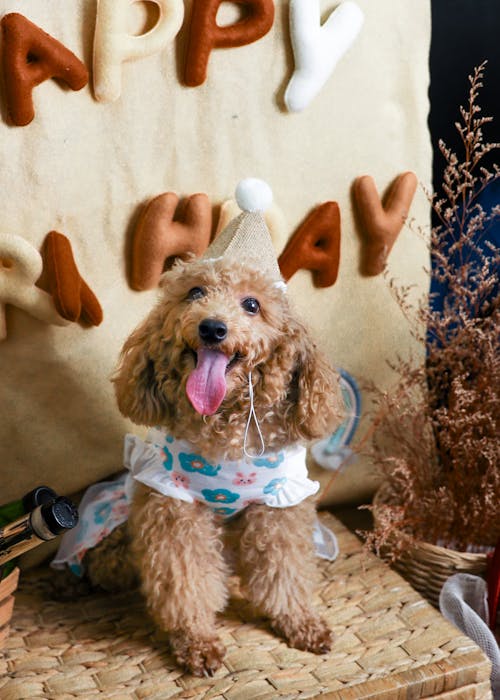 Poodle in a Dress and Party Hat at a Birthday Party