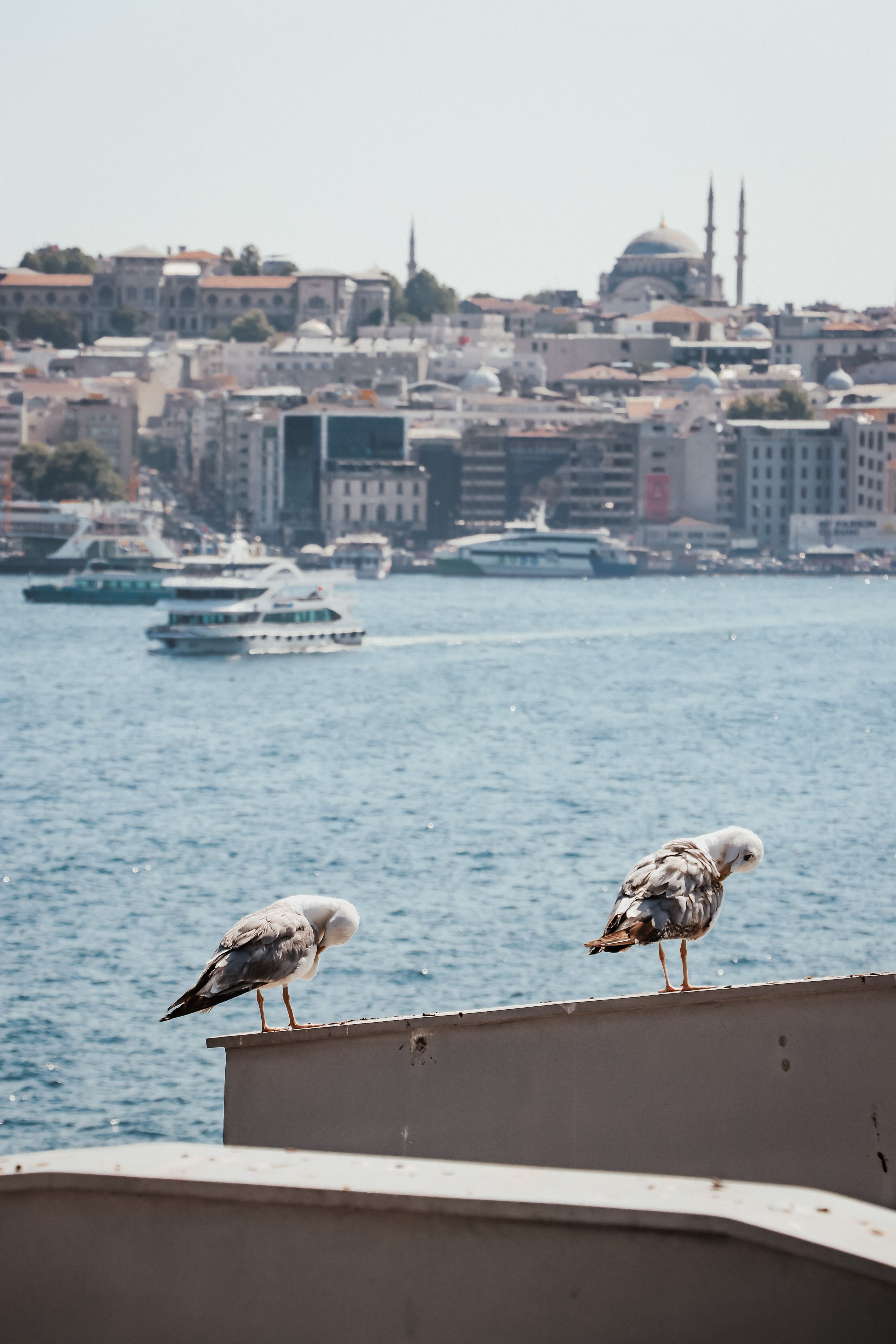Seagulls Sitting on Rails in Sea Harbor · Free Stock Photo