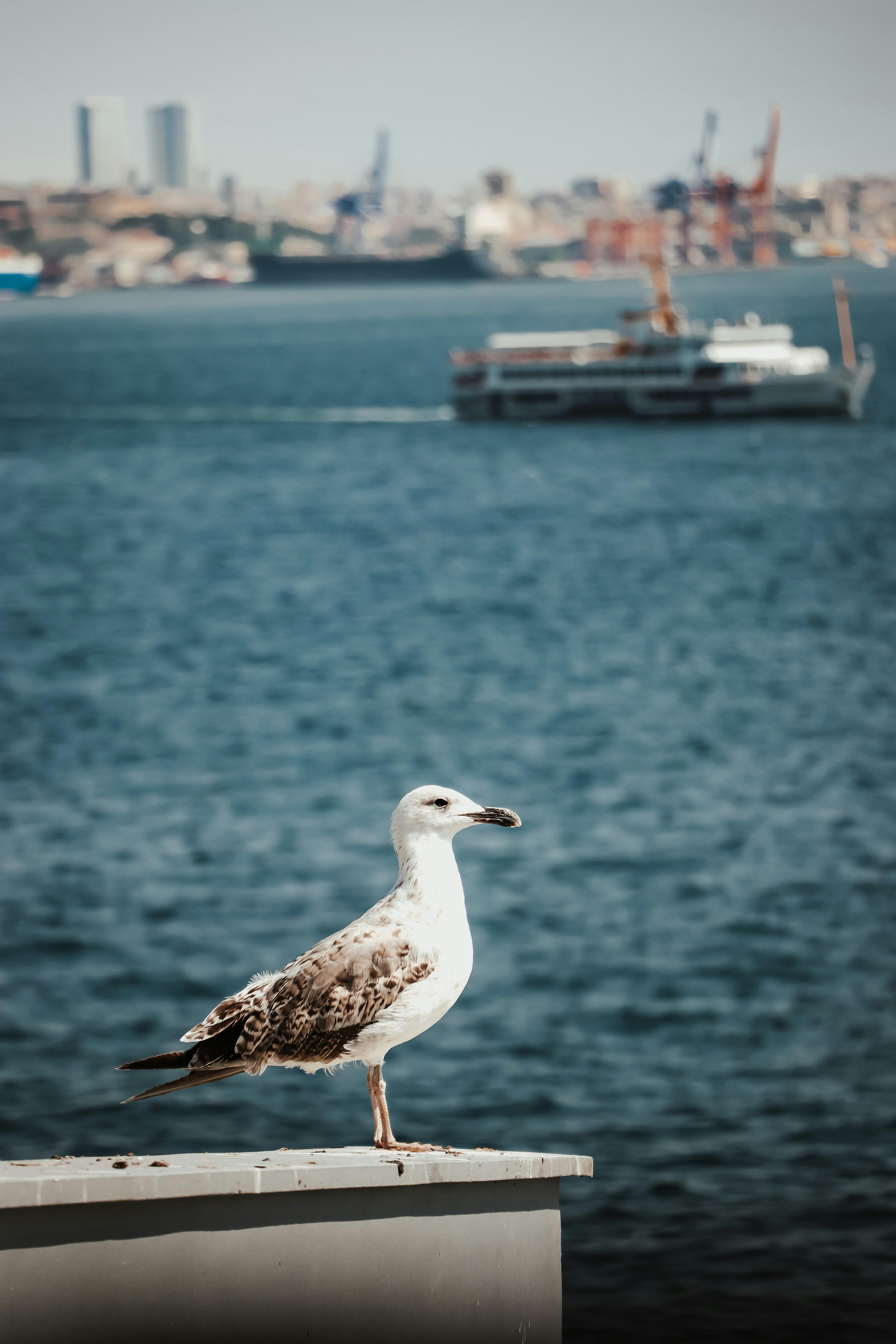 Shore Birds Gull Wallpaper | Sanderson by Sanderson Design