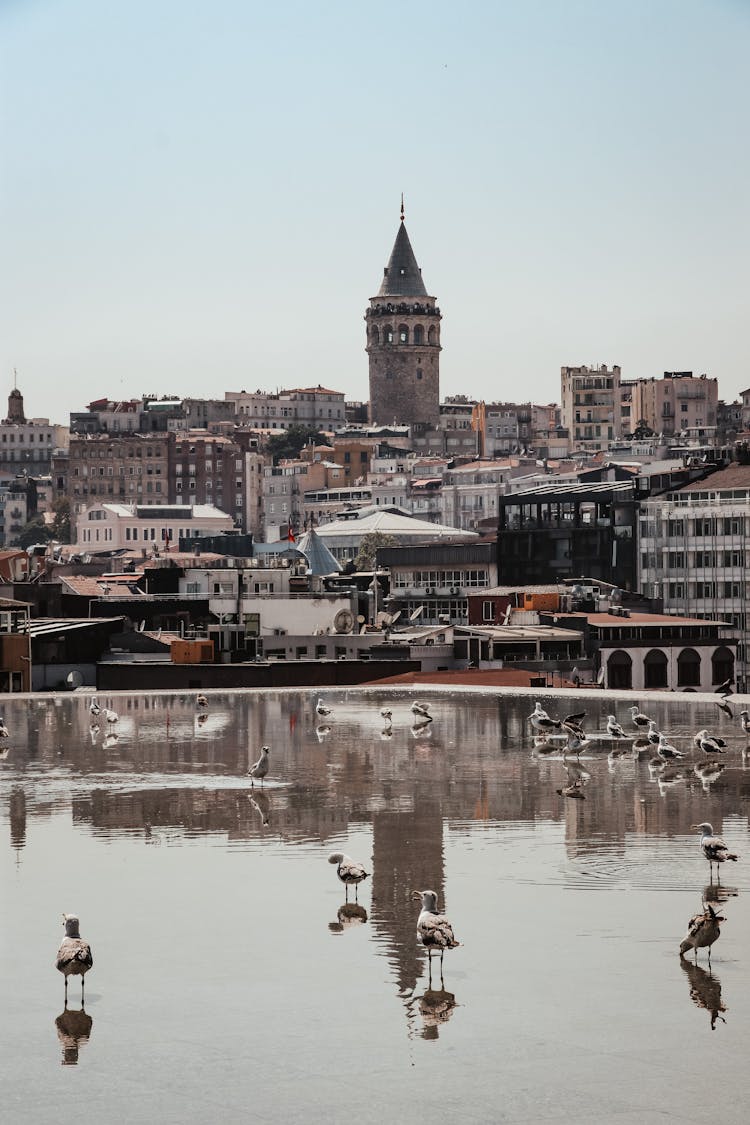 Seagulls Walking In Water Near Old Town