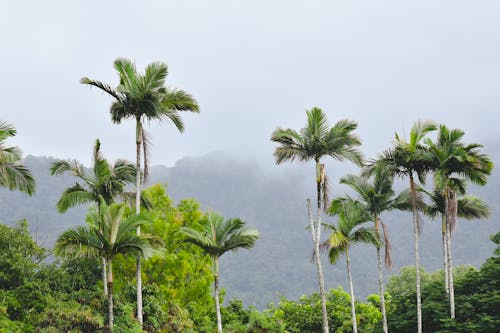Palm Trees in Tropical Forest