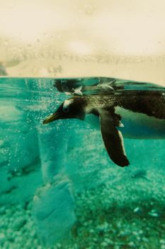 penguin photo