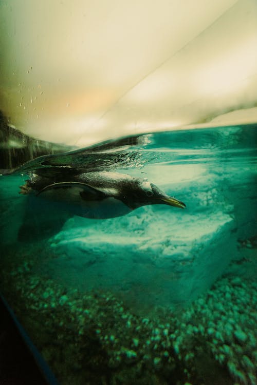 企鵝, 動物攝影, 喙 的 免費圖庫相片