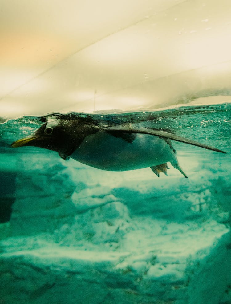 Underwater Photo Of A Gentoo Penguin Swimming Under Ice