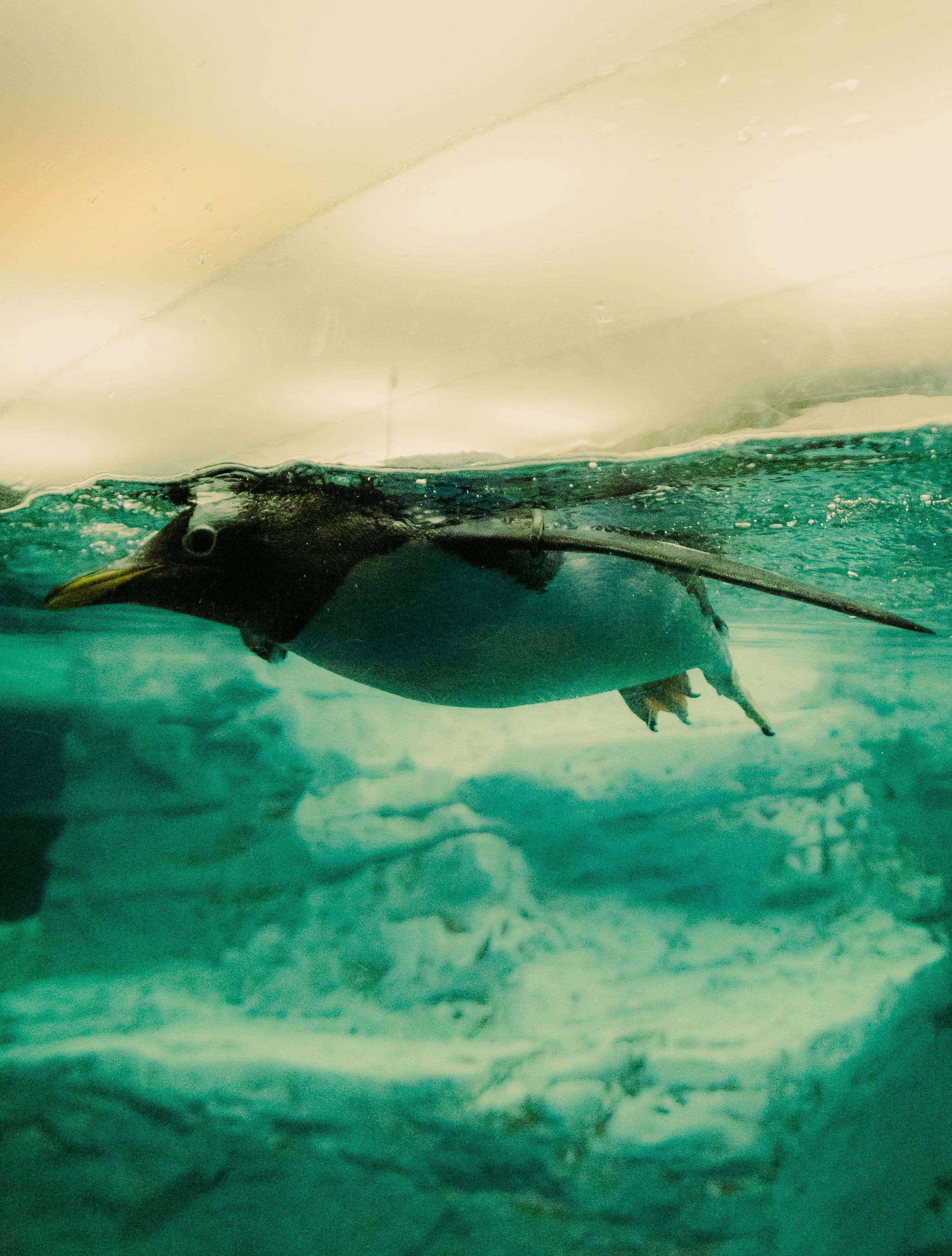 Fotografía Submarina De Un Pingüino Papúa Nadando Bajo El Hielo · Foto ...