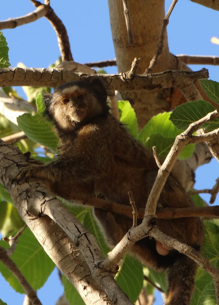 Marmoset Monkey Climbing On Tree Branches