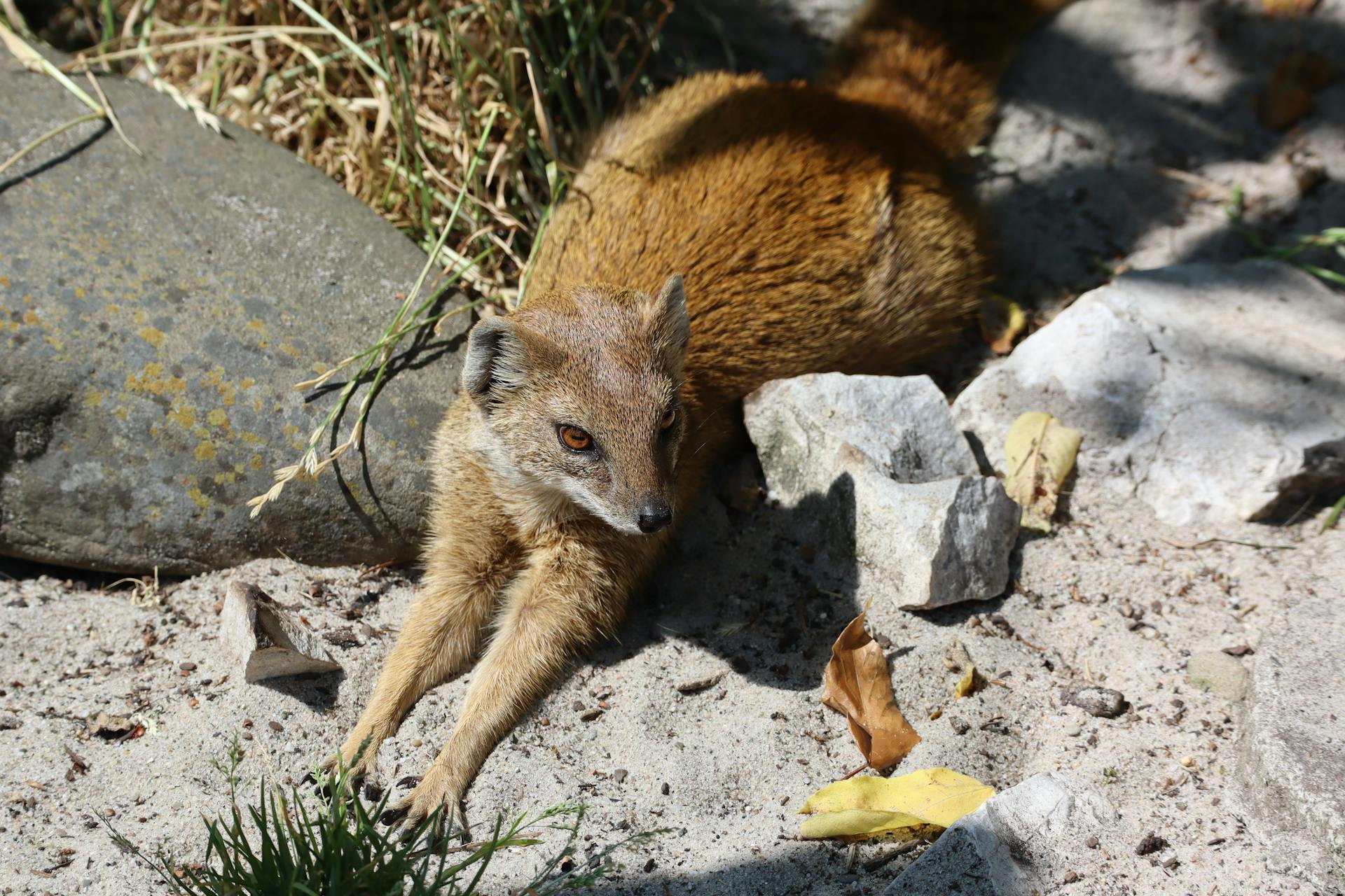 Feral Animal Lying Down on Ground