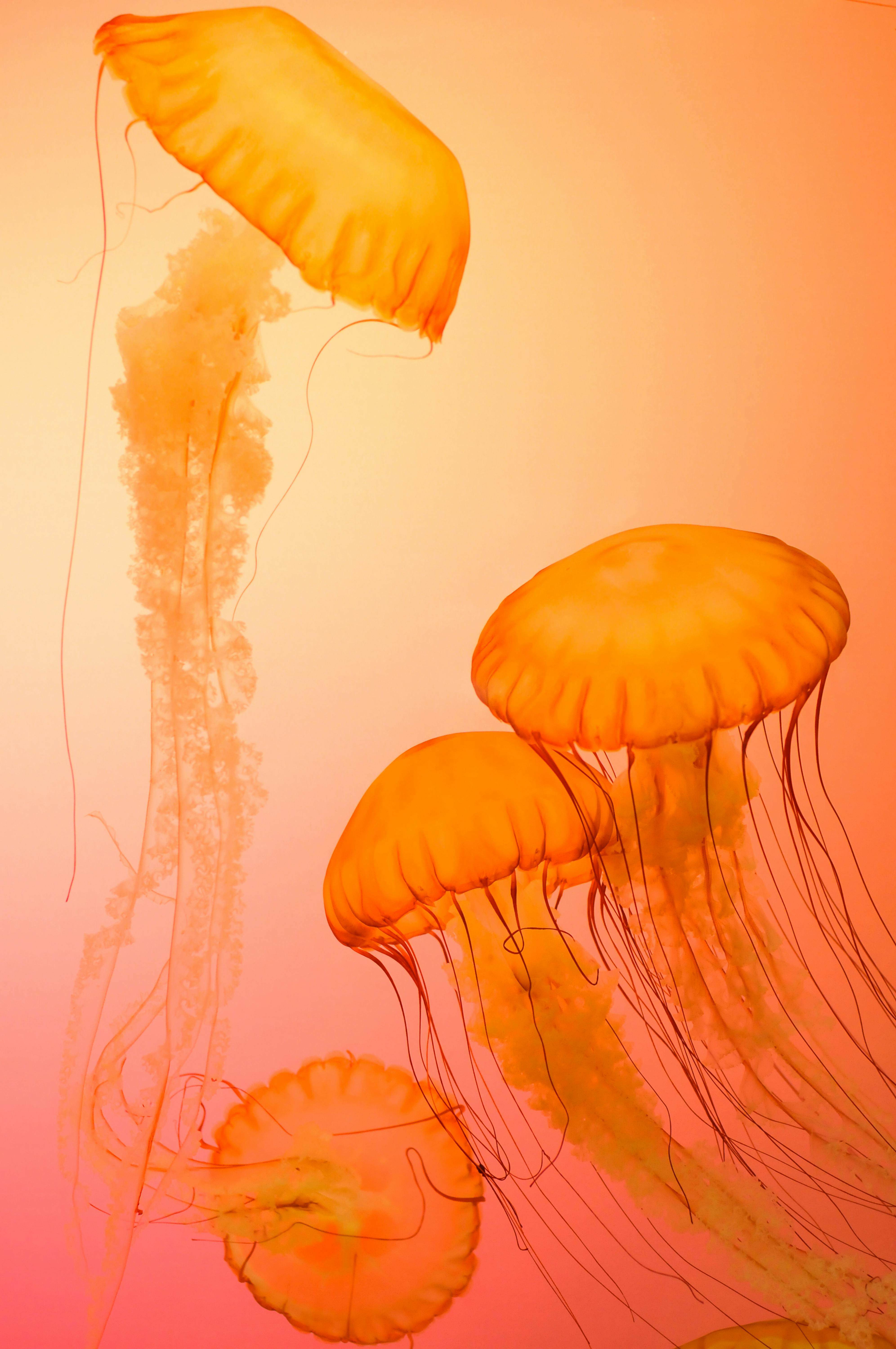 Jellyfish Wallpaper 37 (3840×2160) • TrumpWallpapers