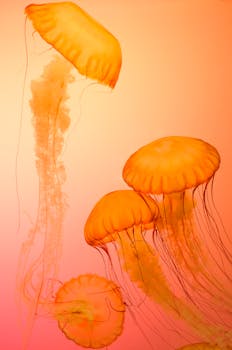 Orange Jellyfish Wallpaper with the Quote "Faith is taking the first step even when you don't see the whole staircase." written on it and have average color value #F99654