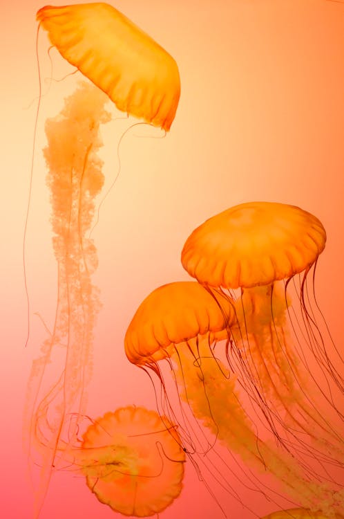 Четыре оранжевых медузы Фоновые обои
